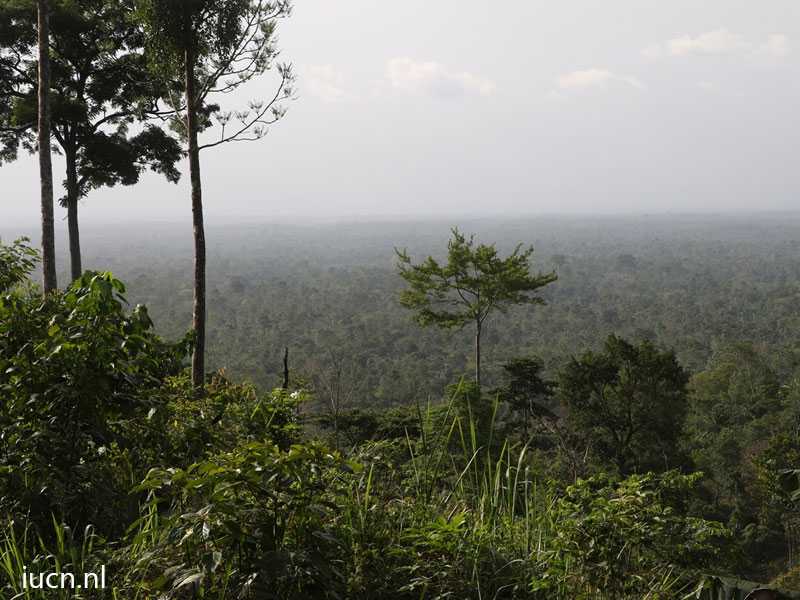 ATEWA FOREST