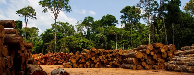 brazilian_amazon_lumber
